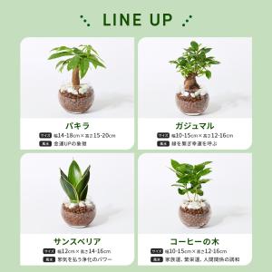 観葉植物 ハイドロカルチャー パキラ ガジュマ...の詳細画像3