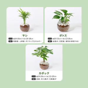 観葉植物 ハイドロカルチャー パキラ ガジュマ...の詳細画像4