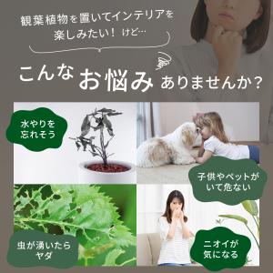観葉植物 ハイドロカルチャー パキラ ガジュマ...の詳細画像5