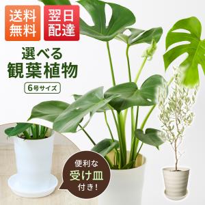 観葉植物 モンステラ オリーブの木 6号 本物 お手入れ簡単 初心者 開店祝い 引越し祝い 新築祝い ブルーミー