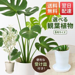 観葉植物 モンステラ オリーブの木 6号 本物...の詳細画像1