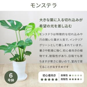 観葉植物 モンステラ オリーブの木 6号 本物...の詳細画像1