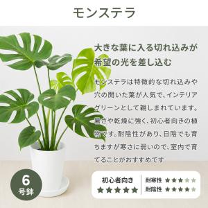 観葉植物 モンステラ オリーブの木 6号 本物...の詳細画像2