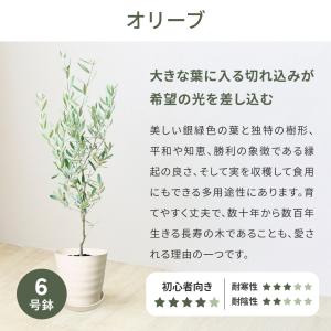 観葉植物 モンステラ オリーブの木 6号 本物...の詳細画像3