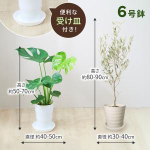 観葉植物 モンステラ オリーブの木 6号 本物...の詳細画像3