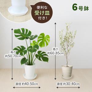 観葉植物 モンステラ オリーブの木 6号 本物...の詳細画像4
