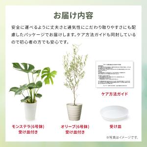 観葉植物 モンステラ オリーブの木 6号 本物...の詳細画像4