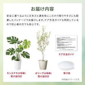 観葉植物 モンステラ オリーブの木 6号 本物...の詳細画像5