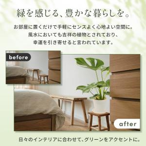観葉植物 モンステラ オリーブの木 6号 本物...の詳細画像5