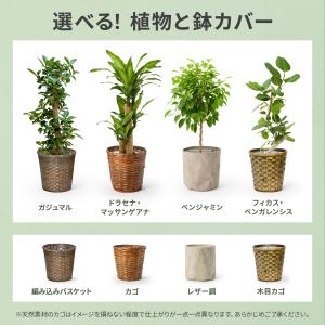 観葉植物 ガジュマル ドラセナ フィカスベンガ...の詳細画像1