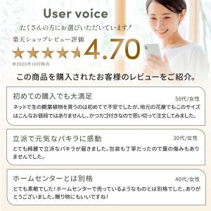 観葉植物 ドラセナ フィカスベンガレンシス ベ...の詳細画像2
