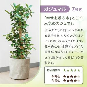 観葉植物 ドラセナ フィカスベンガレンシス ベ...の詳細画像3