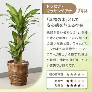 観葉植物 ドラセナ フィカスベンガレンシス ベ...の詳細画像4