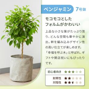 観葉植物 ガジュマル ドラセナ フィカスベンガ...の詳細画像5