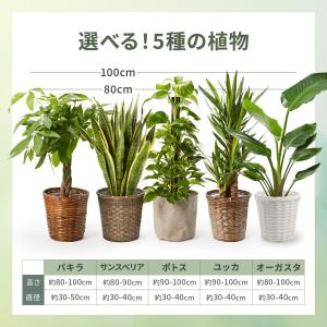 観葉植物 パキラ サンスベリア ポトス オーガ...の詳細画像1