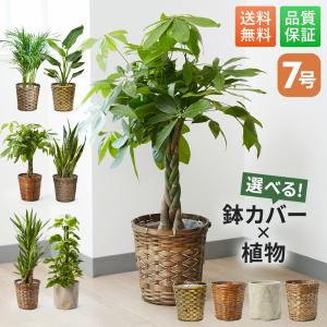 観葉植物 パキラ サンスベリア 観用植物 おし...の詳細画像1