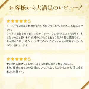 観葉植物 パキラ ガジュマル ポトス サンスベ...の詳細画像2