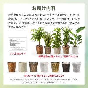 観葉植物 パキラ サンスベリア ポトス オーガ...の詳細画像2