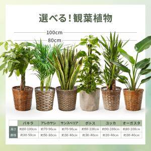 観葉植物 パキラ サンスベリア 観用植物 おし...の詳細画像2
