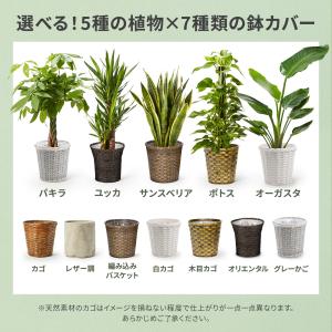 観葉植物 パキラ ガジュマル ポトス サンスベ...の詳細画像1