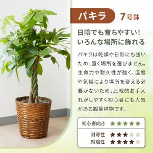 観葉植物 パキラ サンスベリア 観用植物 おし...の詳細画像3