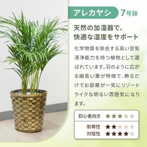 観葉植物 パキラ サンスベリア 観用植物 おし...の詳細画像4