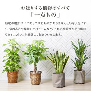 観葉植物 パキラ サンスベリア ポトス オーガ...の詳細画像3