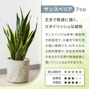 観葉植物 パキラ サンスベリア 観用植物 おし...の詳細画像5