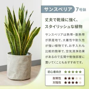 観葉植物 パキラ ガジュマル ポトス サンスベ...の詳細画像4