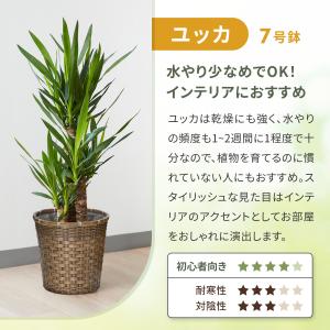 観葉植物 パキラ ガジュマル ポトス サンスベ...の詳細画像5