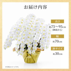 お花ギフト ブルーミー 公式 胡蝶蘭(白) 8...の詳細画像2