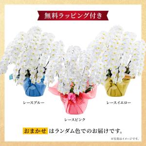 お花ギフト ブルーミー 公式 胡蝶蘭(白) 8...の詳細画像3