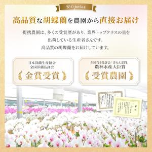 お花ギフト ブルーミー 公式 胡蝶蘭(白) 8...の詳細画像4