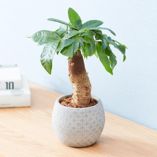 観葉植物 パキラ ボール型陶器付き