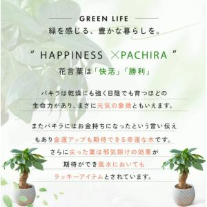 観葉植物 パキラ ボール型陶器付きの詳細画像1
