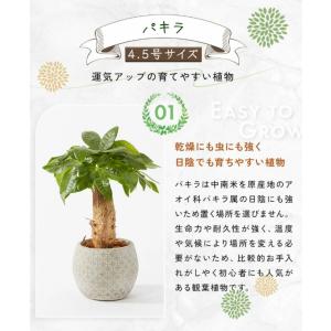 観葉植物 パキラ ボール型陶器付きの詳細画像2