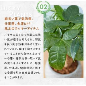 観葉植物 パキラ ボール型陶器付きの詳細画像3