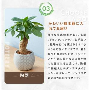 観葉植物 パキラ ボール型陶器付きの詳細画像4
