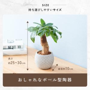 観葉植物 パキラ ボール型陶器付きの詳細画像5