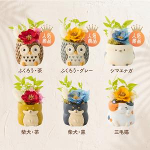 敬老の日 ギフト 花 アニマルポット プリザー...の詳細画像1