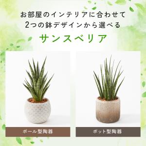 観葉植物 幸運の木 風水 インテリア オシャレ...の詳細画像1