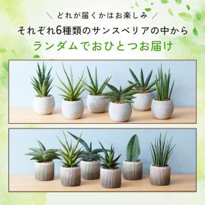 観葉植物 幸運の木 風水 インテリア オシャレ...の詳細画像2