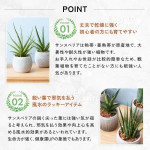 観葉植物 幸運の木 風水 インテリア オシャレ...の詳細画像4