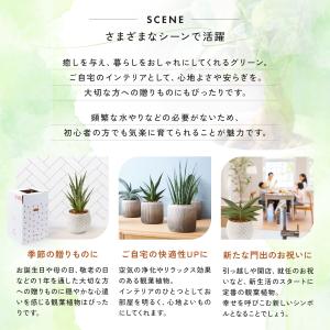 観葉植物 幸運の木 風水 インテリア オシャレ...の詳細画像5