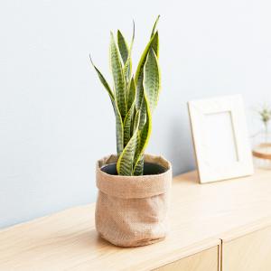 観葉植物 サンスベリア5号 7種の鉢から選べる...の詳細画像1