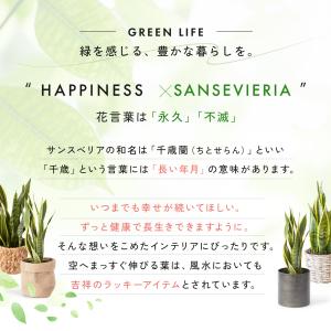 観葉植物 サンスベリア5号 7種の鉢から選べる...の詳細画像2