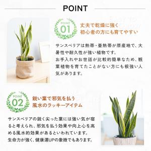 観葉植物 サンスベリア5号 7種の鉢から選べる...の詳細画像3