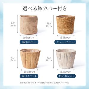 観葉植物 サンスベリア5号 7種の鉢から選べる...の詳細画像5