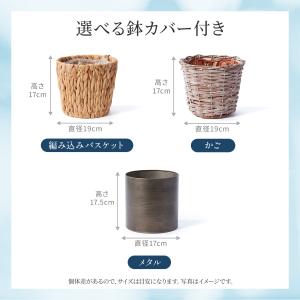 観葉植物 ウンベラータ 5寸 5号 選べる鉢カバーの詳細画像4