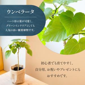 観葉植物 ウンベラータ 5寸 5号 選べる鉢カバーの詳細画像1